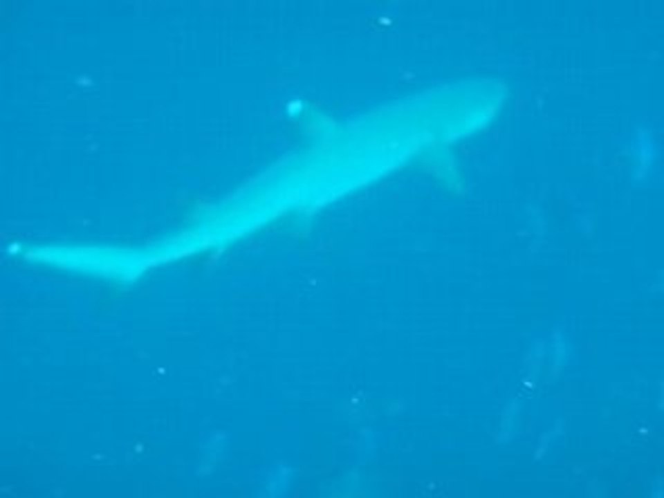 requin a pointe blanche
