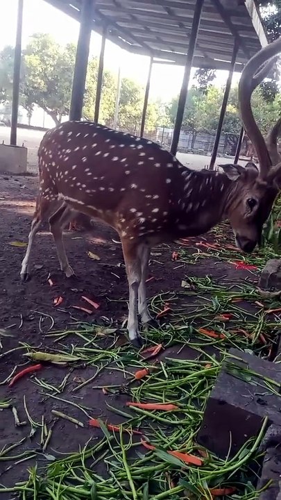 Rusa lagi makan