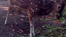 Rusa lagi makan