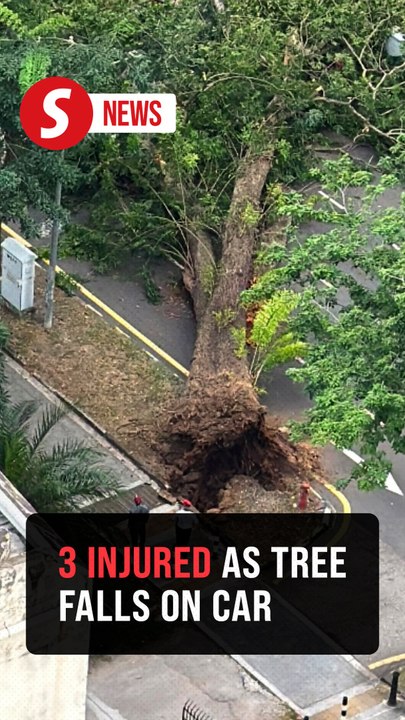 Tree crushes car on Macalister Road in Penang, three family members injured