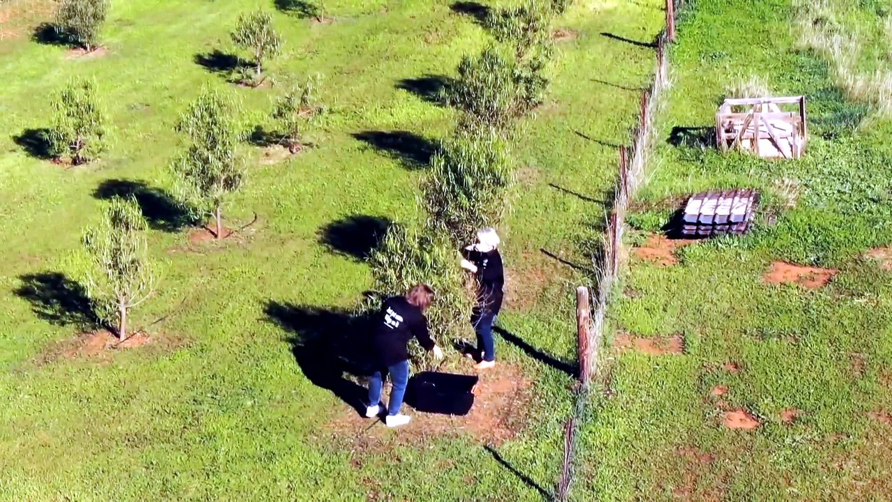 Native plants crafted into balms and teas on South Australia farm