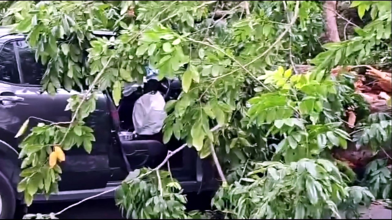 Tree crushes car on Macalister Road in Penang, three family members injured