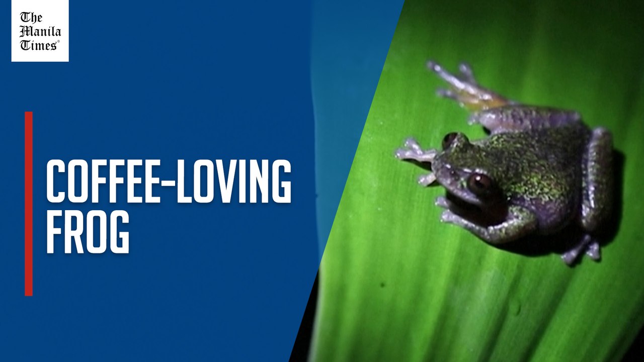 Nocturnal and coffee-loving, the new frog species discovered in Costa Rica