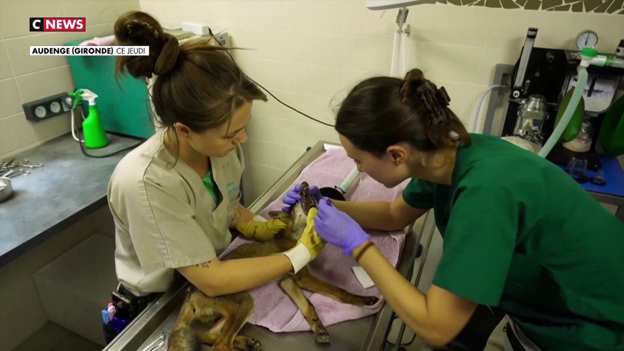 Incendies : des vétérinaires au chevet des animaux