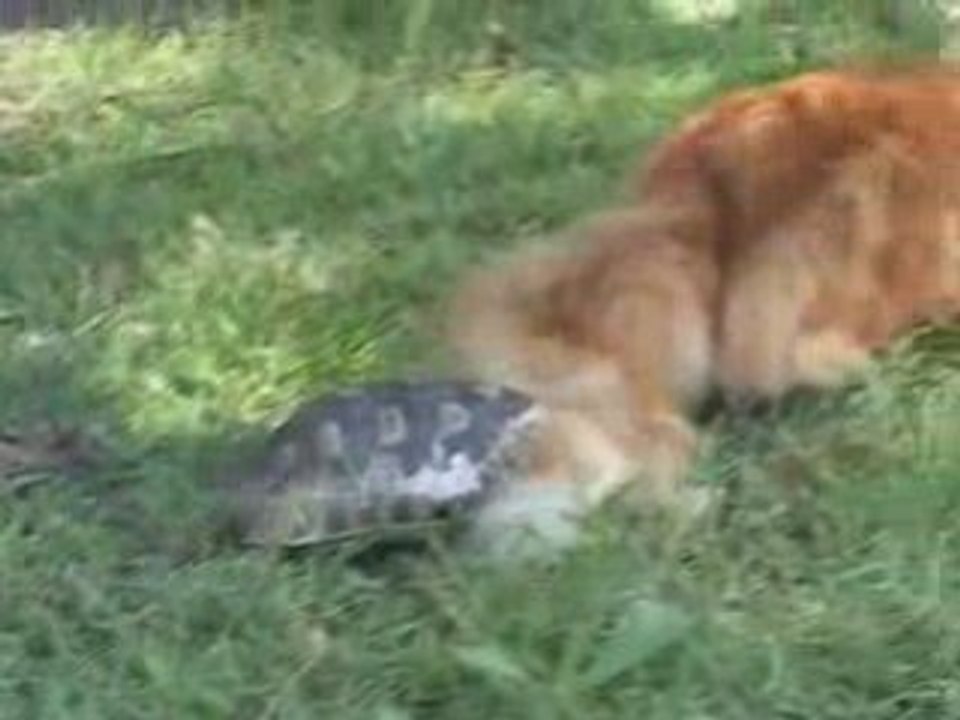 Video Tortue Vs Chat - Tortue, Vs, Chat, Versus, Drole - Dai