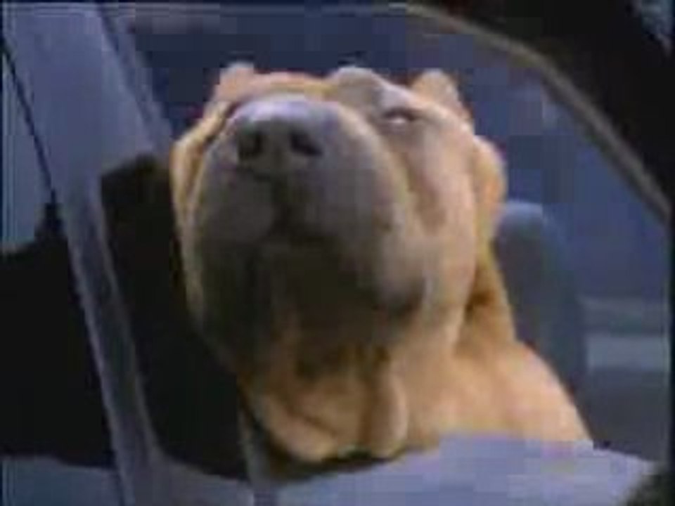Chien qui frime