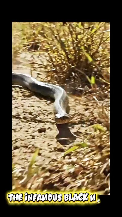 The Deadliest Snake on Earth?