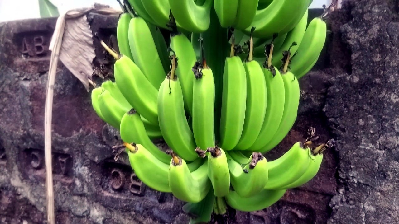 Healthy Green Bananas Growing Naturally in My Backyard 🌱
