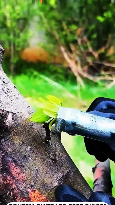 Spring tree grafting method 🌱 #grafting #spring #plants