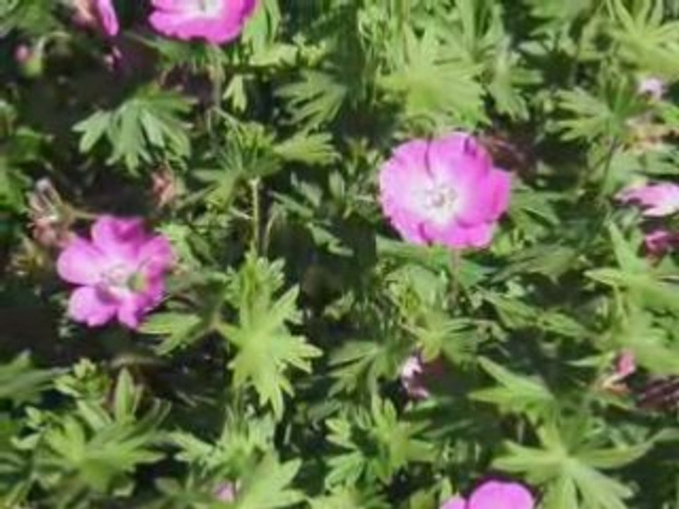 Fleurs 2008