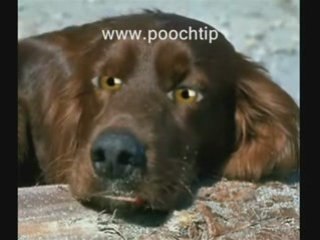 Buying A Puppy From A Store What You Must Know