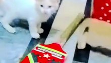 Tiny Kitten Cute Adventure 🐱✨