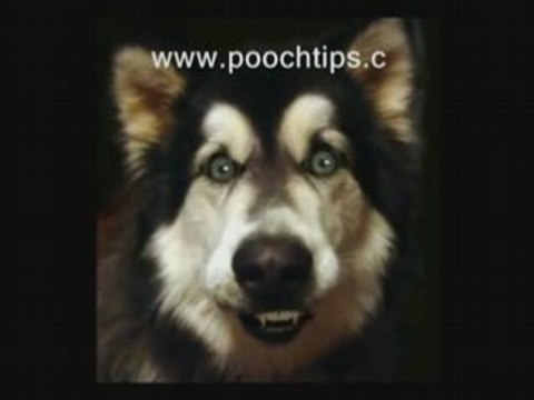 Dog Training And Clicker Training Secrets