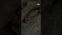 Yüksekova’da dev yengeç görüntülendi