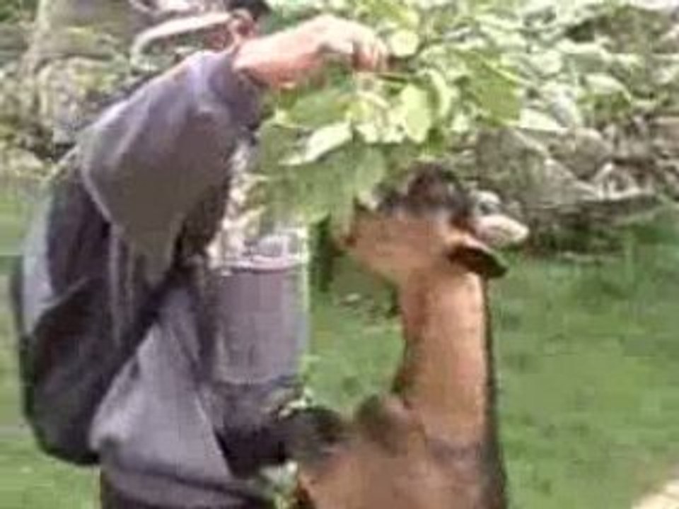 zoo mulhouse 68 (alsace)