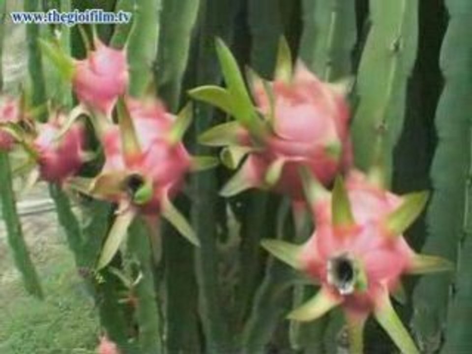 TheGioiFilm.tv_SGLucTinhDongNai1-1