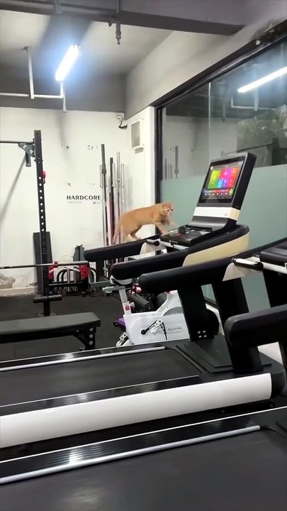 Cat fitness motivation ! 😂😂