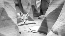 Wild Animal spotted | Like and follow for more