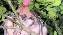# wild hen #