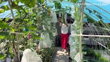 菜园里硕果累累的一天