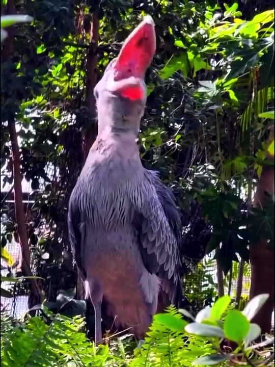 scariest_animals_sounds_on_earth_#nature_#animals_#animalssounds_#birds_#foryoupage_