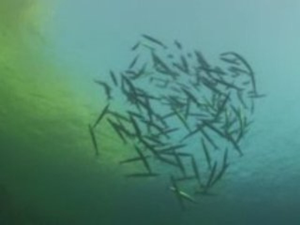 Gozo - Underwater 1
