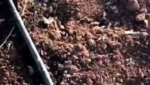 Cabbage seedlings are being planted.