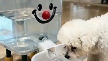 Cute Dopamine Pet Water Dispenser — Automatic Fountain for Cats & Small Dogs