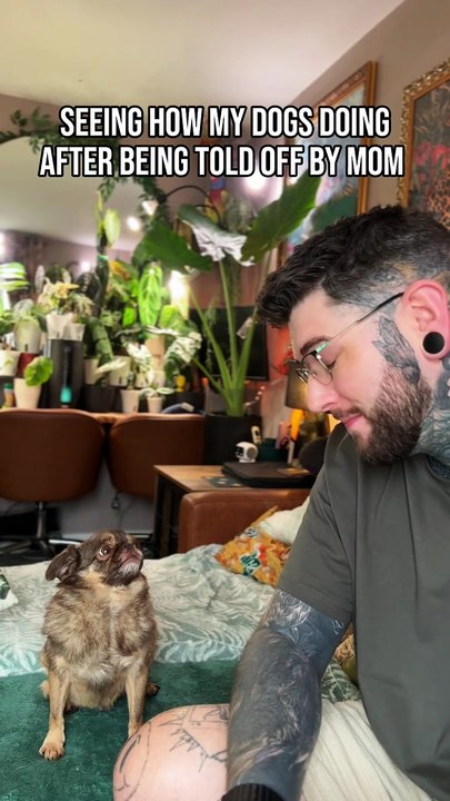 Pug kingdom bulletin