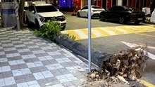 전남광주 월계동에서 가로수 쓰러져...차량 2대 파손 / YTN