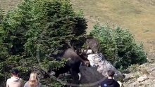 Un immense mâle orignal surgit et...