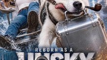 Reborn as a Husky: Fatal Pursuit | Série Completa | Short Drama Português