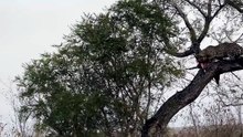 Breathtaking Safari Video Of A Leopard Feeding On A Carcass Stashed High On A Tree Branch