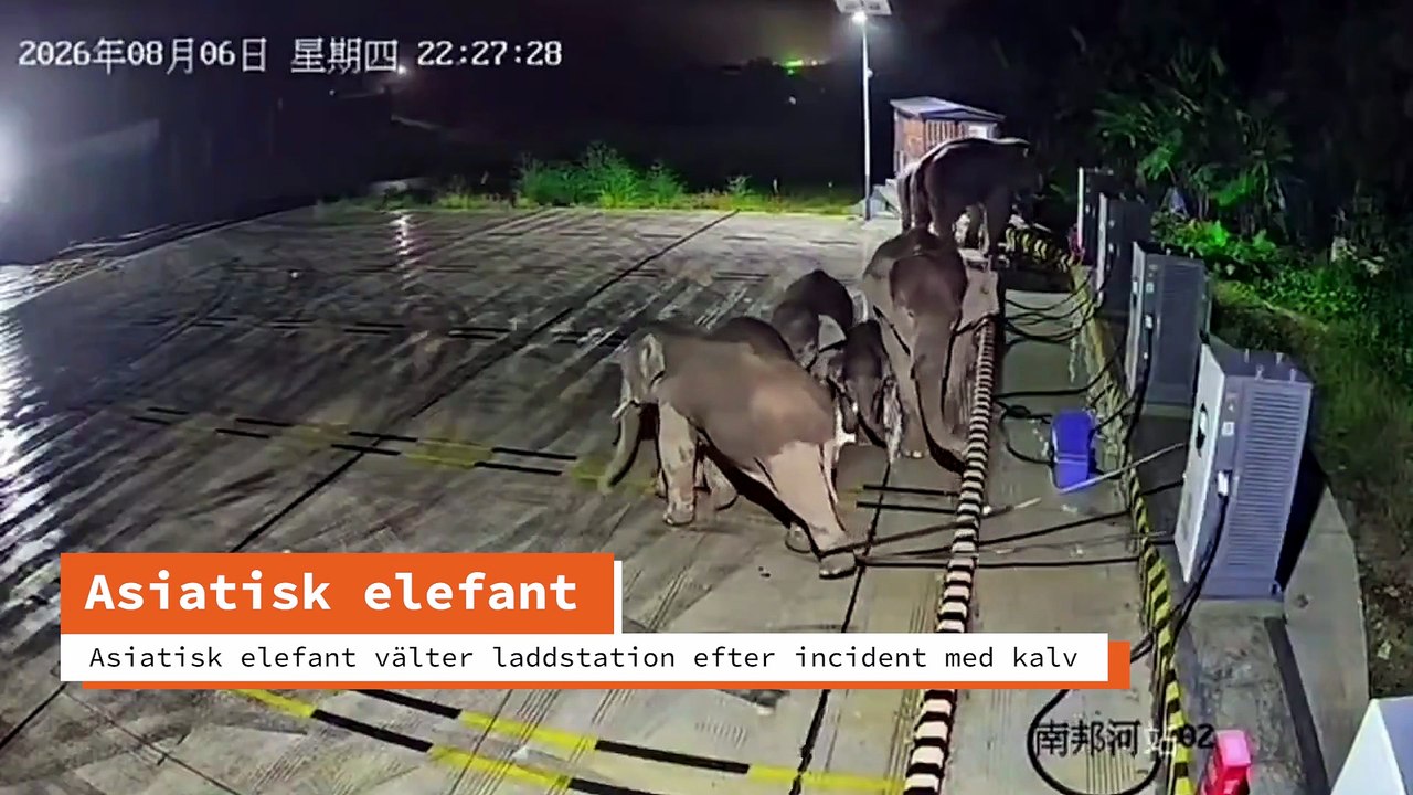 Asiatisk elefant välter laddstation efter incident med kalv