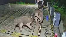 アジアゾウ、子ゾウのトラブル後にEV充電設備を押し倒す