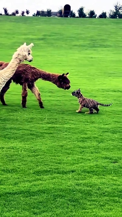 A tense encounter between a baby tiger and two alpacas