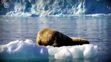 This Beast Impales Killer Whales and Sends Polar Bears Running – WALRUS