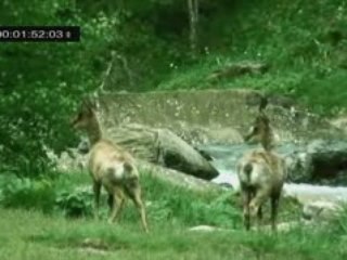 Tooth & Claw ANTELOPES