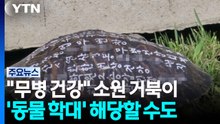 "무병 건강" 소원 적힌 거북이...복 대신 화 된다? [앵커리포트] / YTN