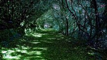 Nuit Paisible dans la Forêt 🌲 Ambiance Nature Relaxante pour le Sommeil