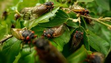 Billions of cicadas return in the mother of all broods