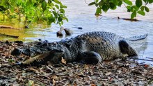 Extinct crocodile species reintroduced into rivers, scientists reveal
