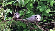 Do possums in New Zealand eat meat