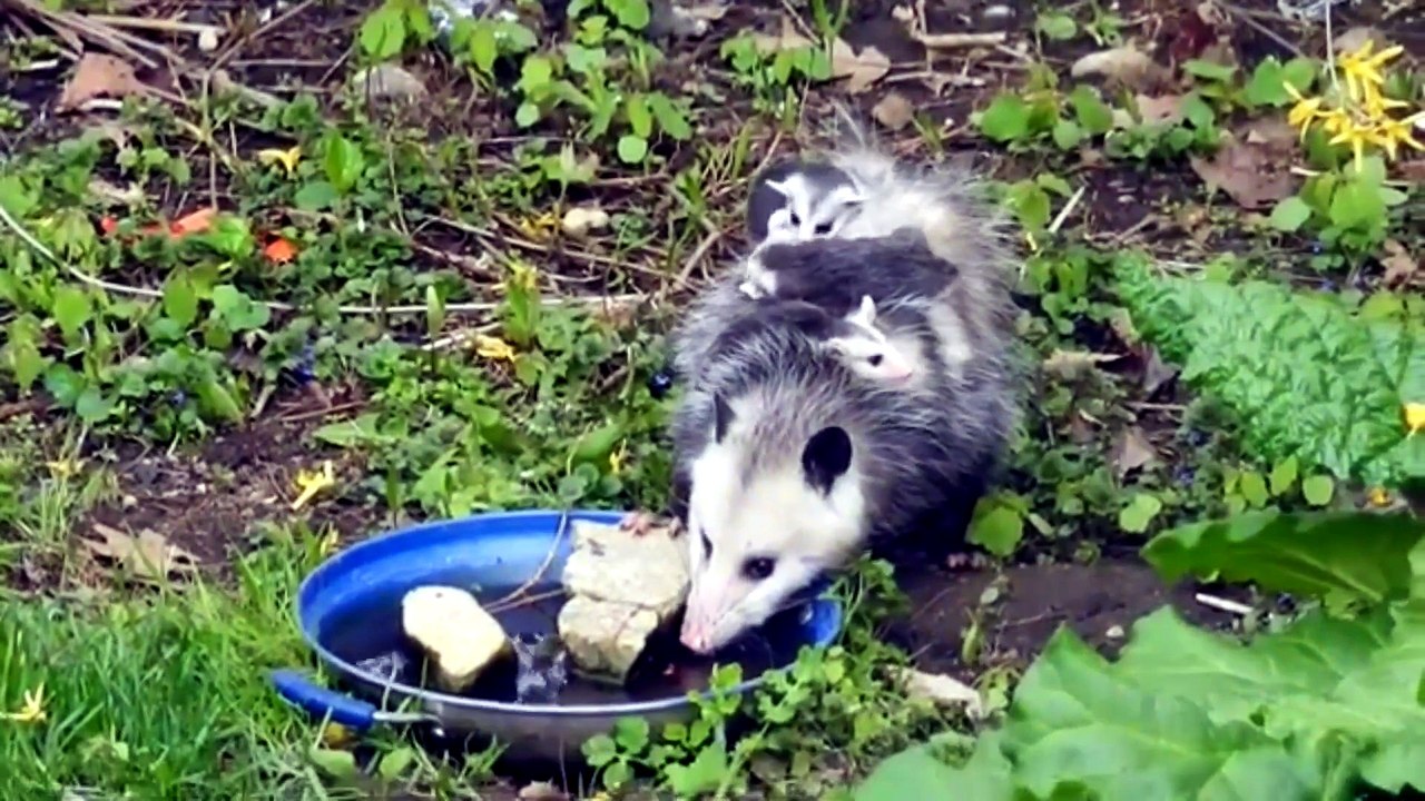 Why can't you touch possums