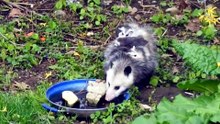 Why can't you touch possums
