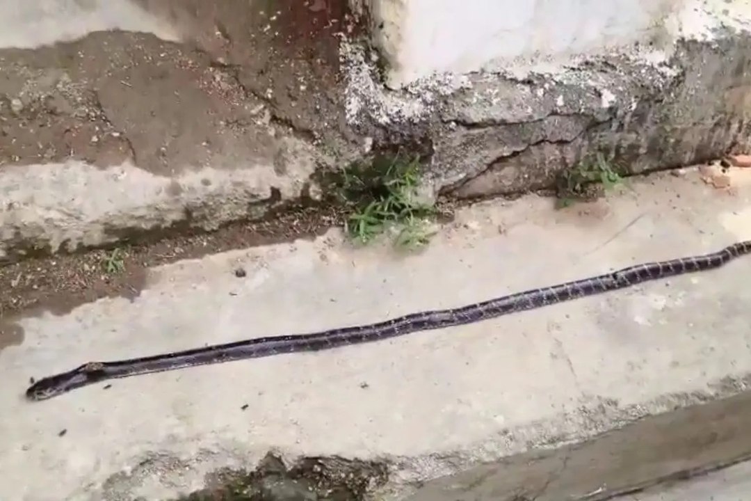 पखांजूर में सर्पदंश से 3 छात्राओं की मौत