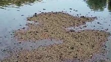 El Tajo se seca