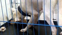 Dog eating bone