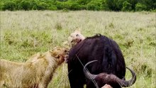 Lions vs Cape Buffalo: Ultimate Savanna Teamwork and Survival