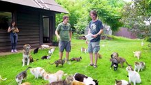 Q&A at Cat Shelter of 350+